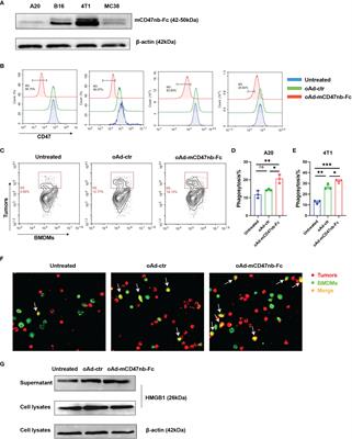 Frontiers | In Situ Tumor Vaccine Expressing Anti-CD47 Antibody ...